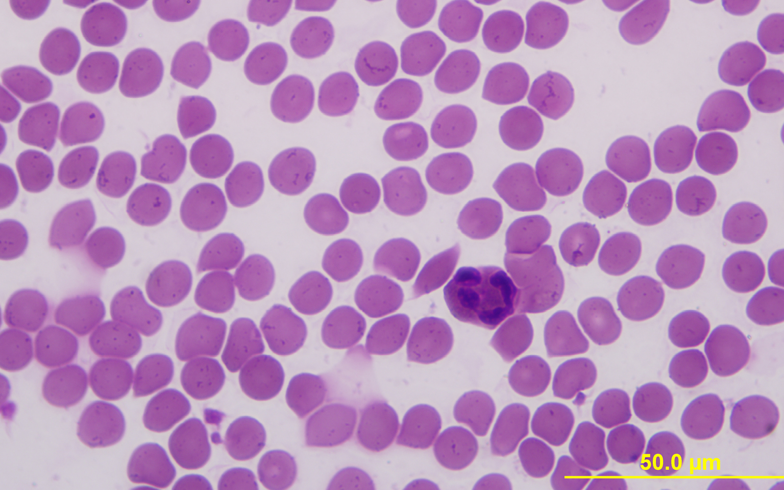 Teacher Structure, Function and Diversity of Animal Blood
