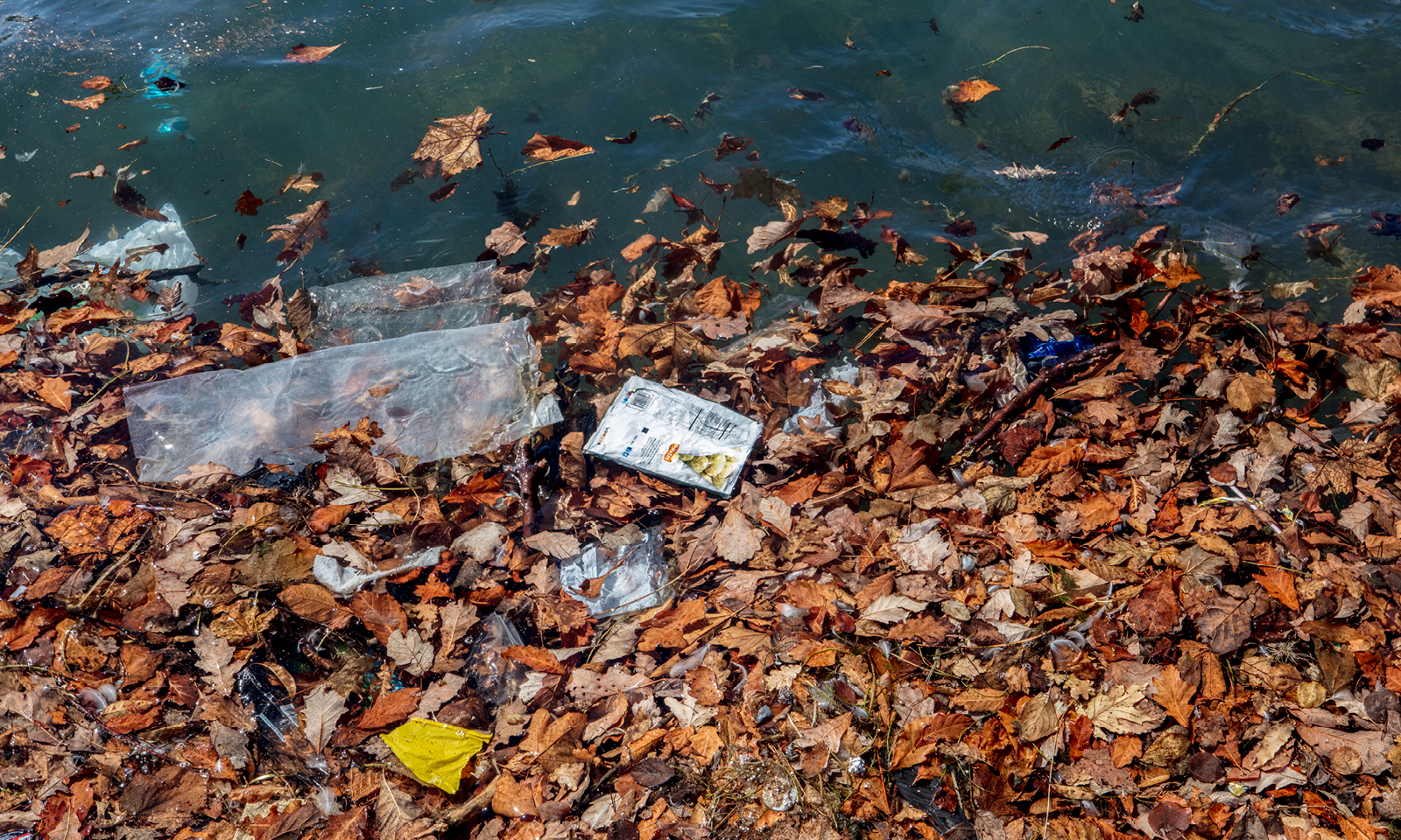 “Shedding” SingleUse Plastics to Protect Our Waters Shedd Aquarium