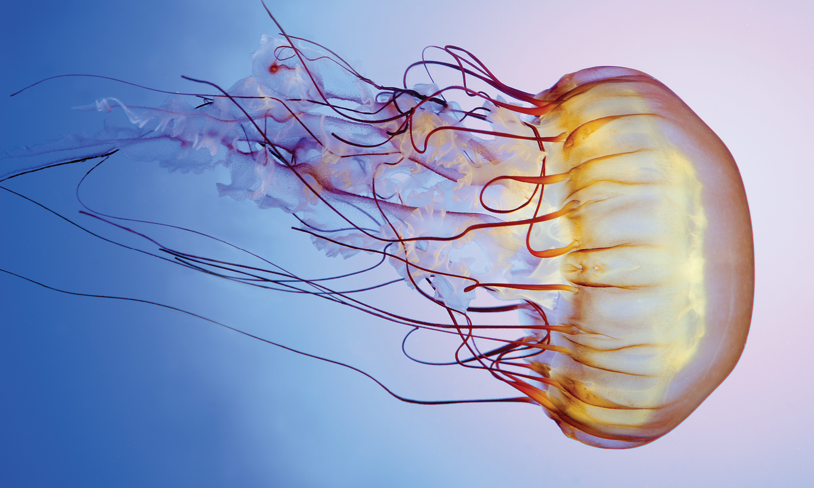 Careers Shedd Aquarium