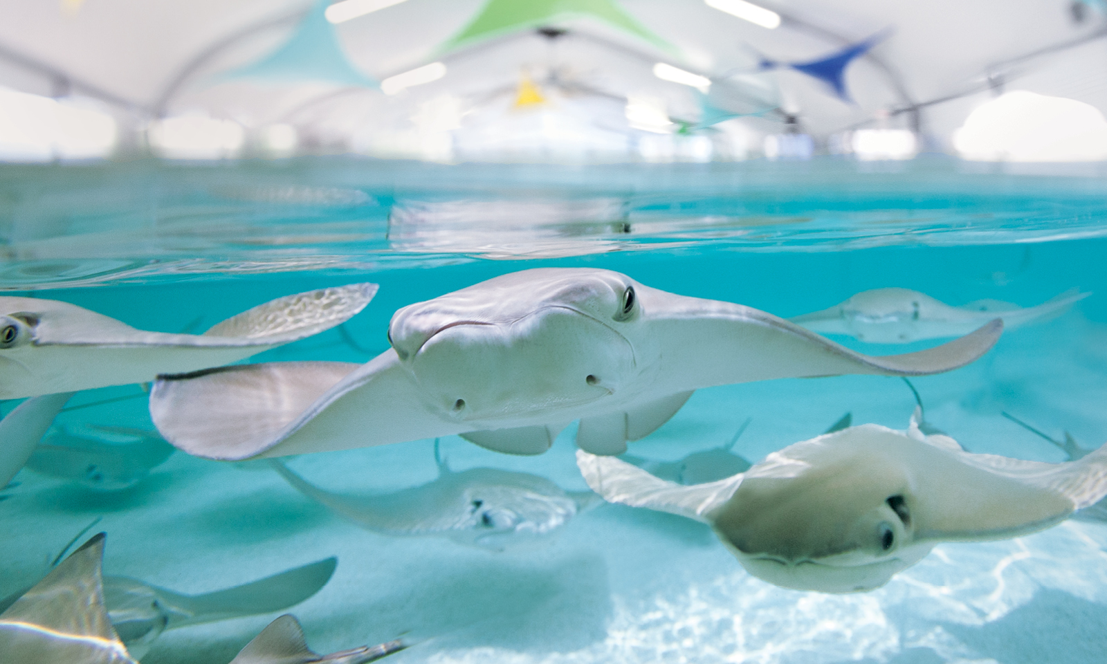 Stingray Feeding Shedd Aquarium Shedd Aquarium