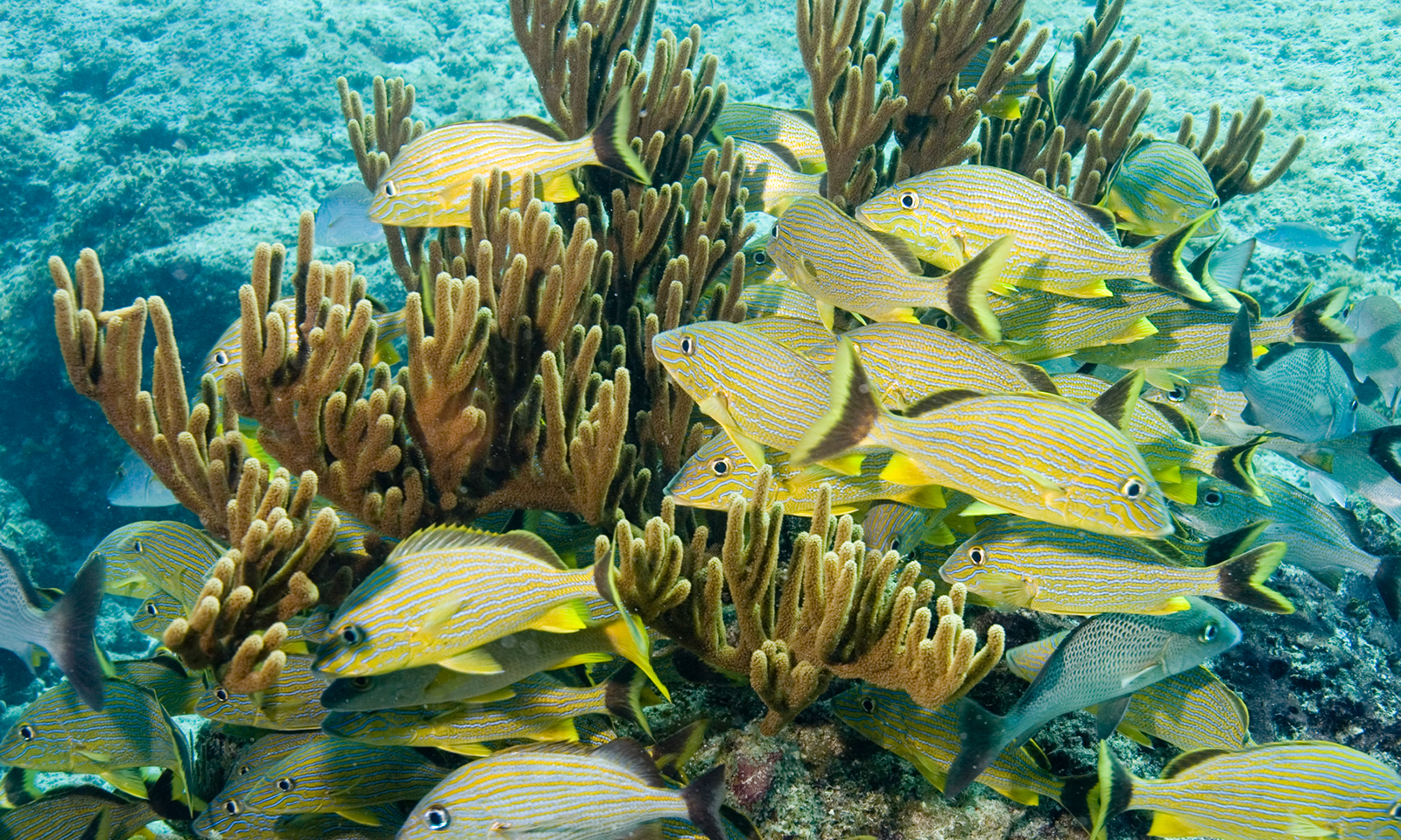 Coral Reefs Underwater Cities Worth Saving Shedd Aquarium