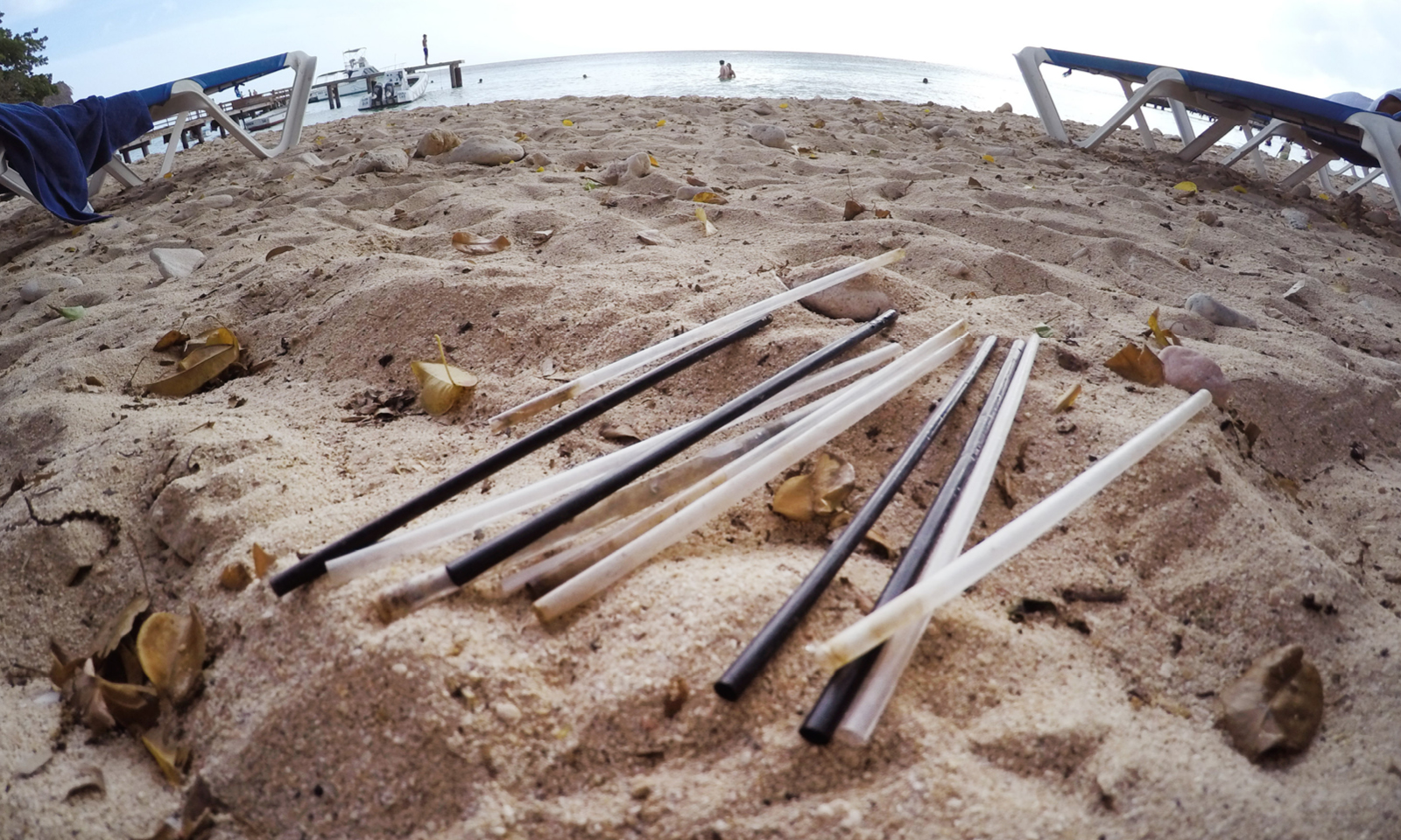 Shedd Aquarium Makes New Commitments to Cut Back on Plastic Shedd