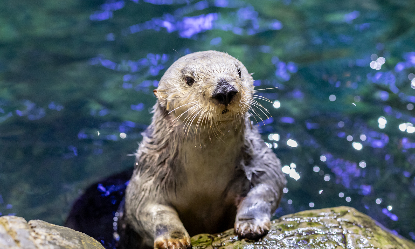 Sea Otter - 52616yrwuzii97ihwlyDvmwqnt9q?ixlib=rails 2.1