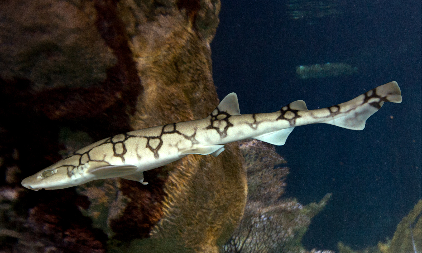 Where To Donate Pet Fish