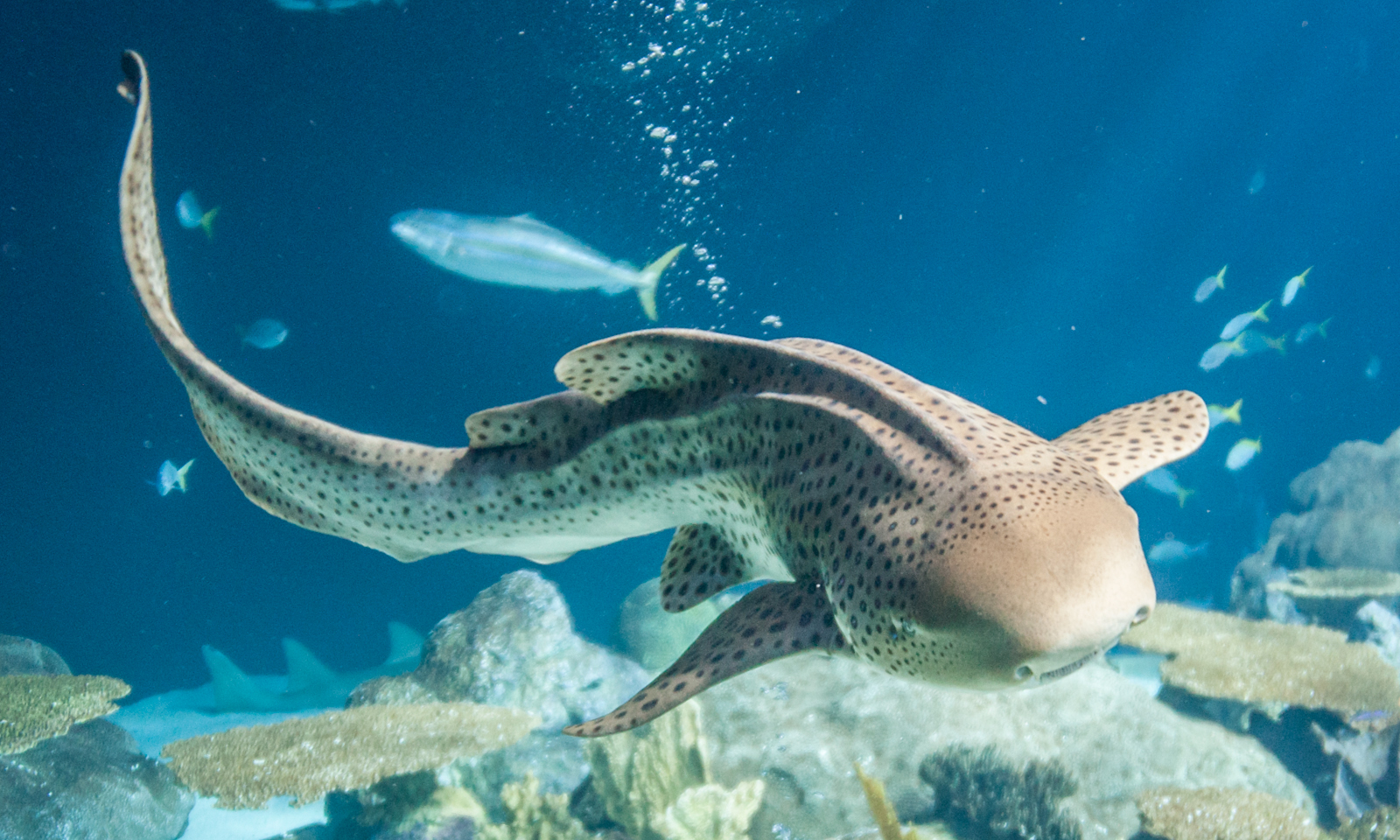 A New Plan to Save Endangered Zebra Sharks Shedd Aquarium