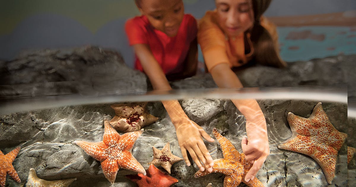 Touch & Feeding Experiences | Shedd Aquarium