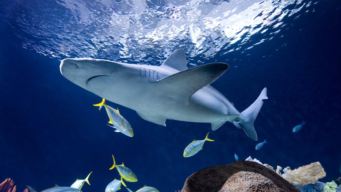 Sharks  Shedd Aquarium