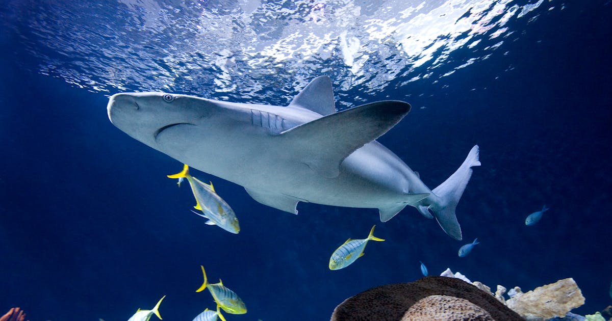 Sharks  Shedd Aquarium