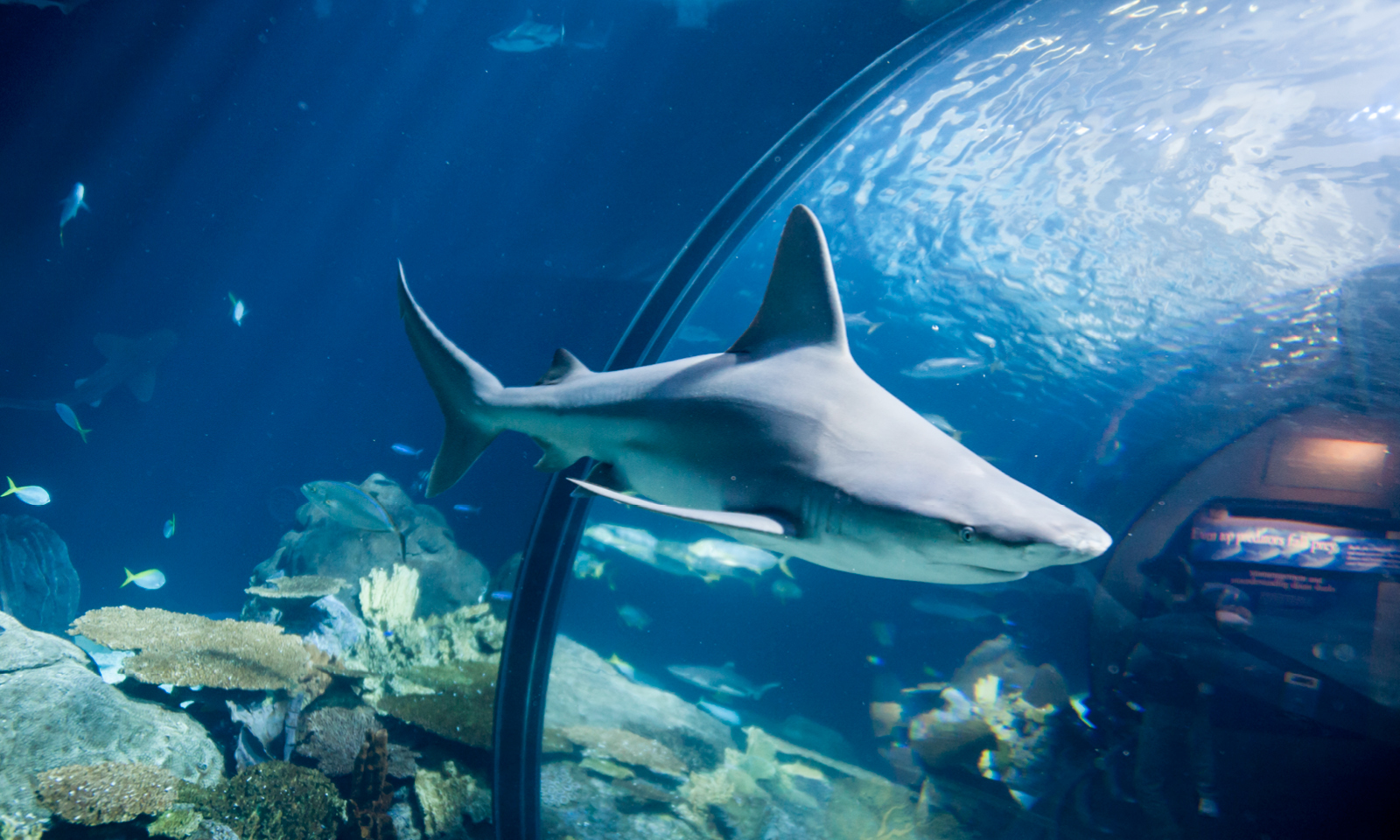 Sharks at Shedd—Wild Reef Shedd Aquarium
