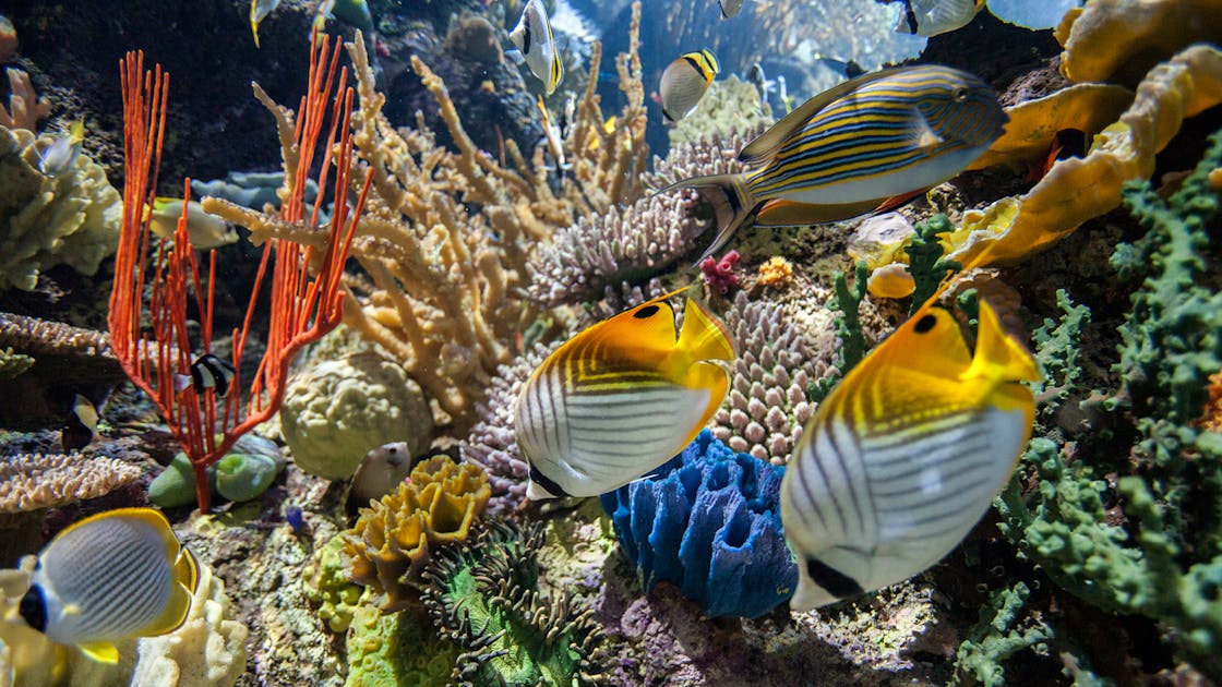 Animals | Shedd Aquarium