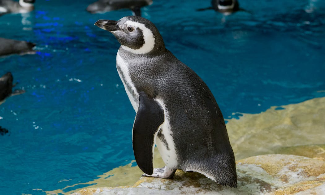 Penguins Shedd Aquarium