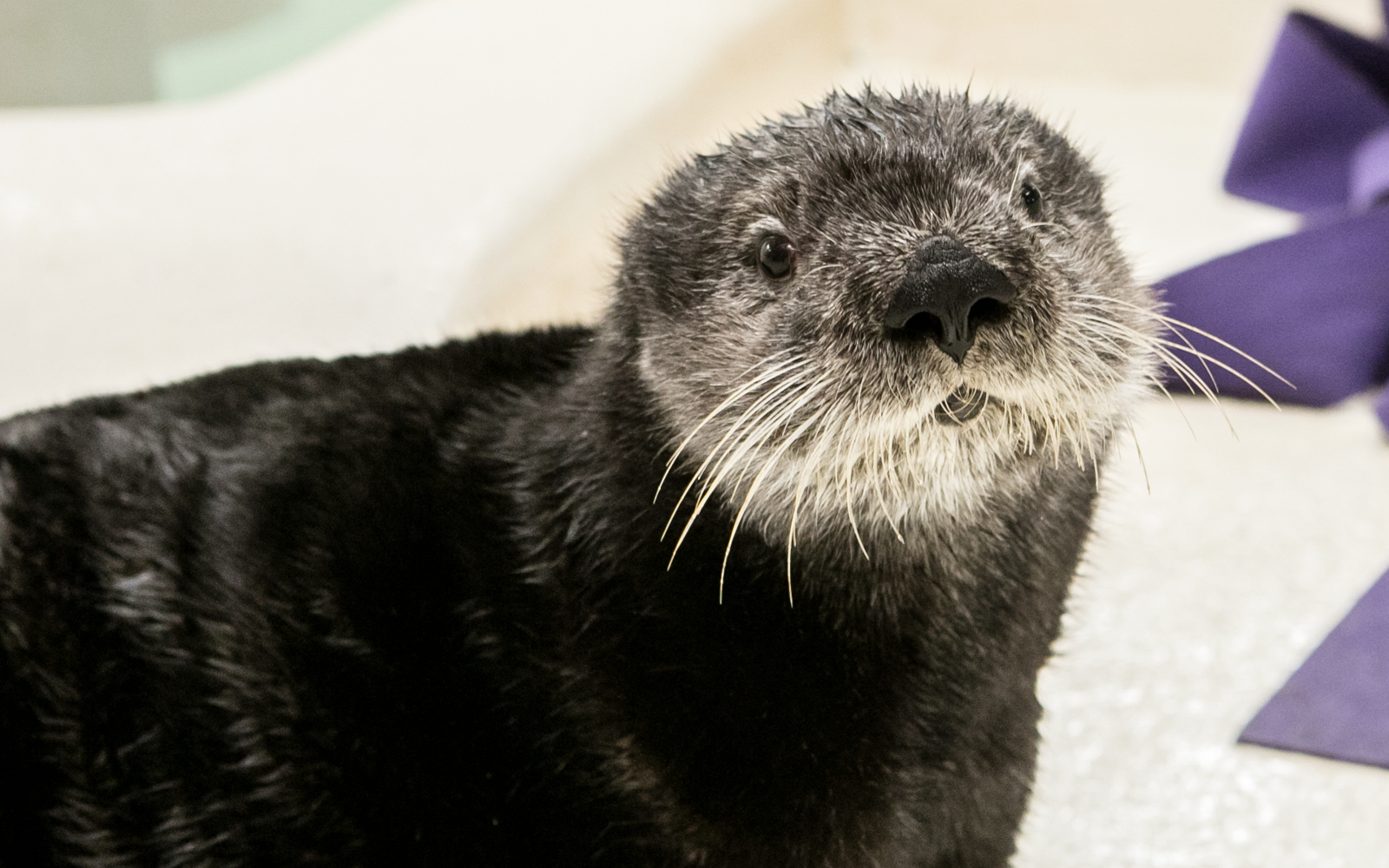 Sea Otter Encounter | Shedd Aquarium