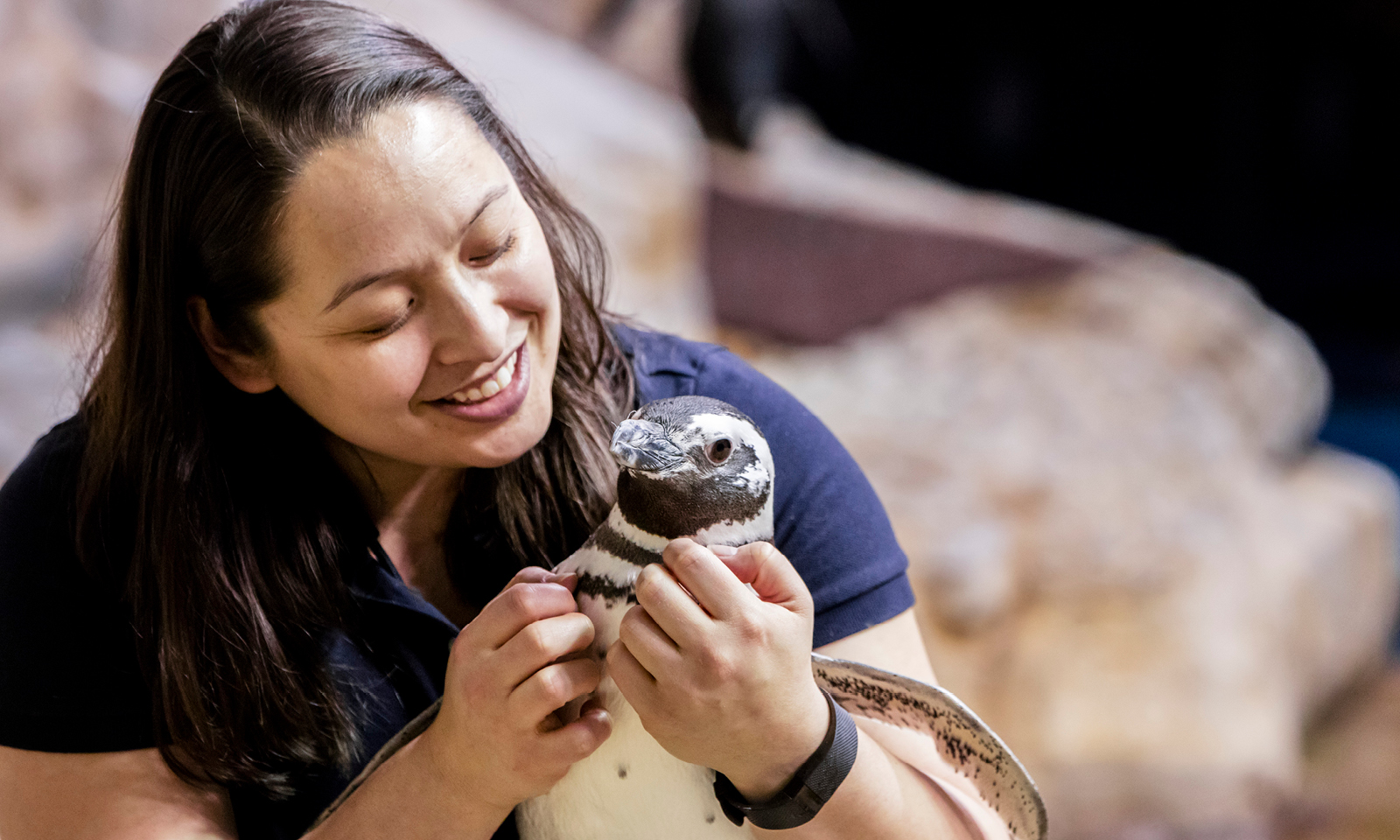 Virtual Field Trip Penguins at Shedd Shedd Aquarium