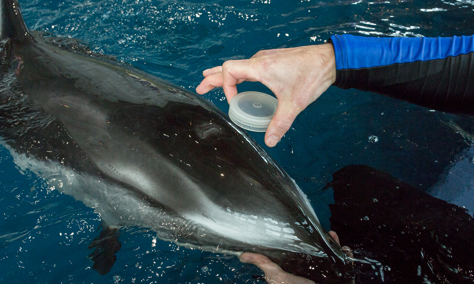 Shedd Lab Instrument Helping State Detect Coronavirus Shedd Aquarium