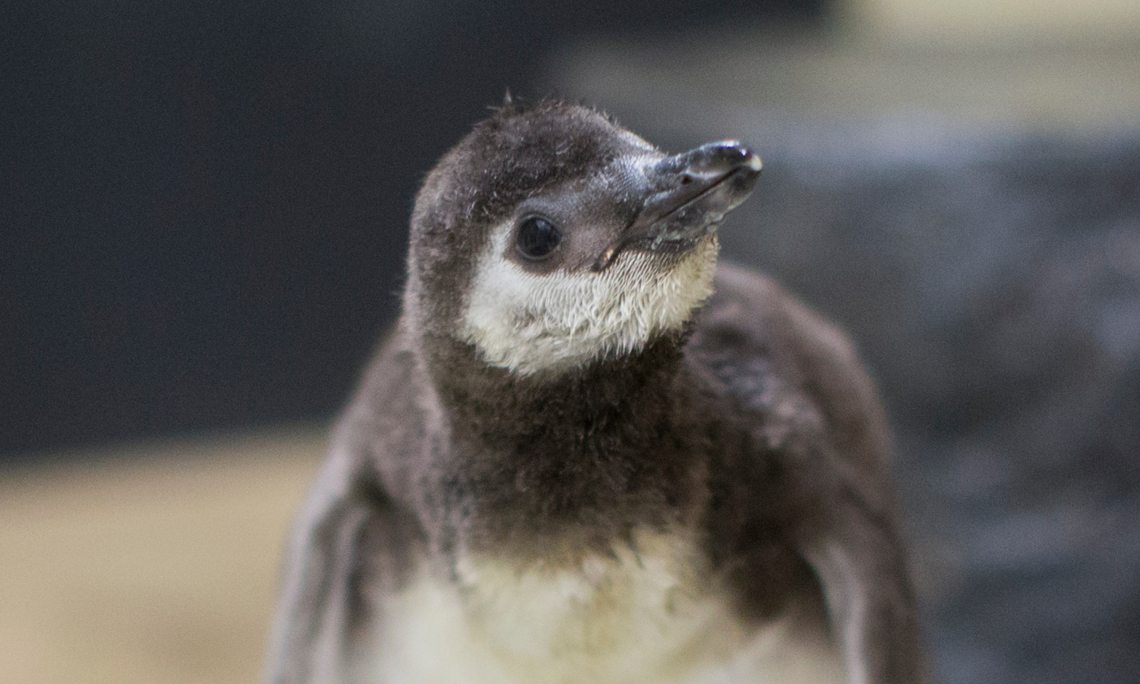Introducing Magellanic Penguin Chick Nia Shedd Aquarium
