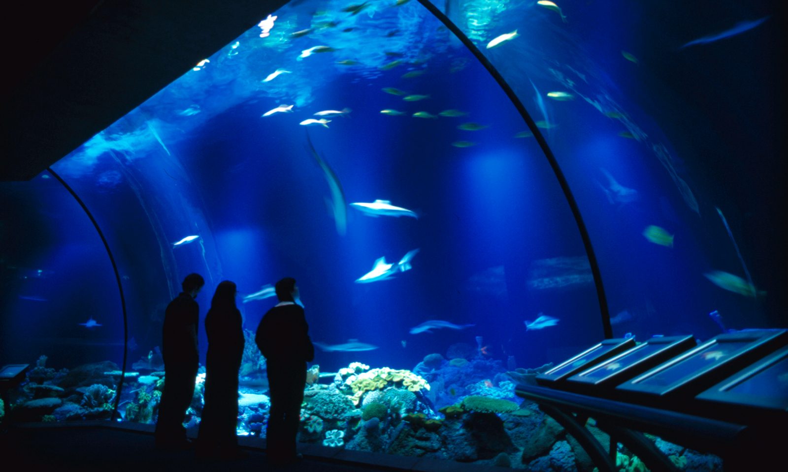 Shedd Aquarium Expands Access to the Aquatic Animal World with Illinois