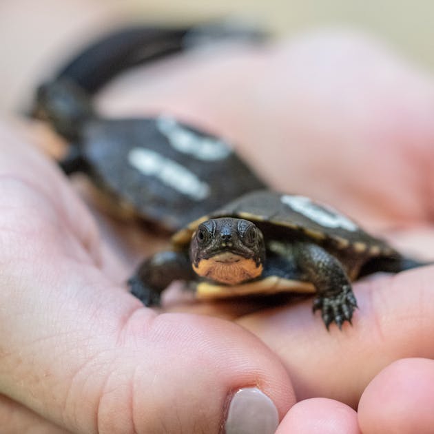 Hudson students give baby turtles a head start