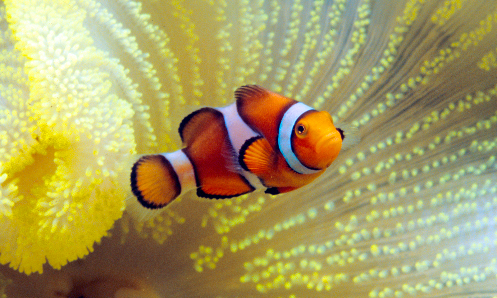 Saltwater Fishes Shedd Aquarium