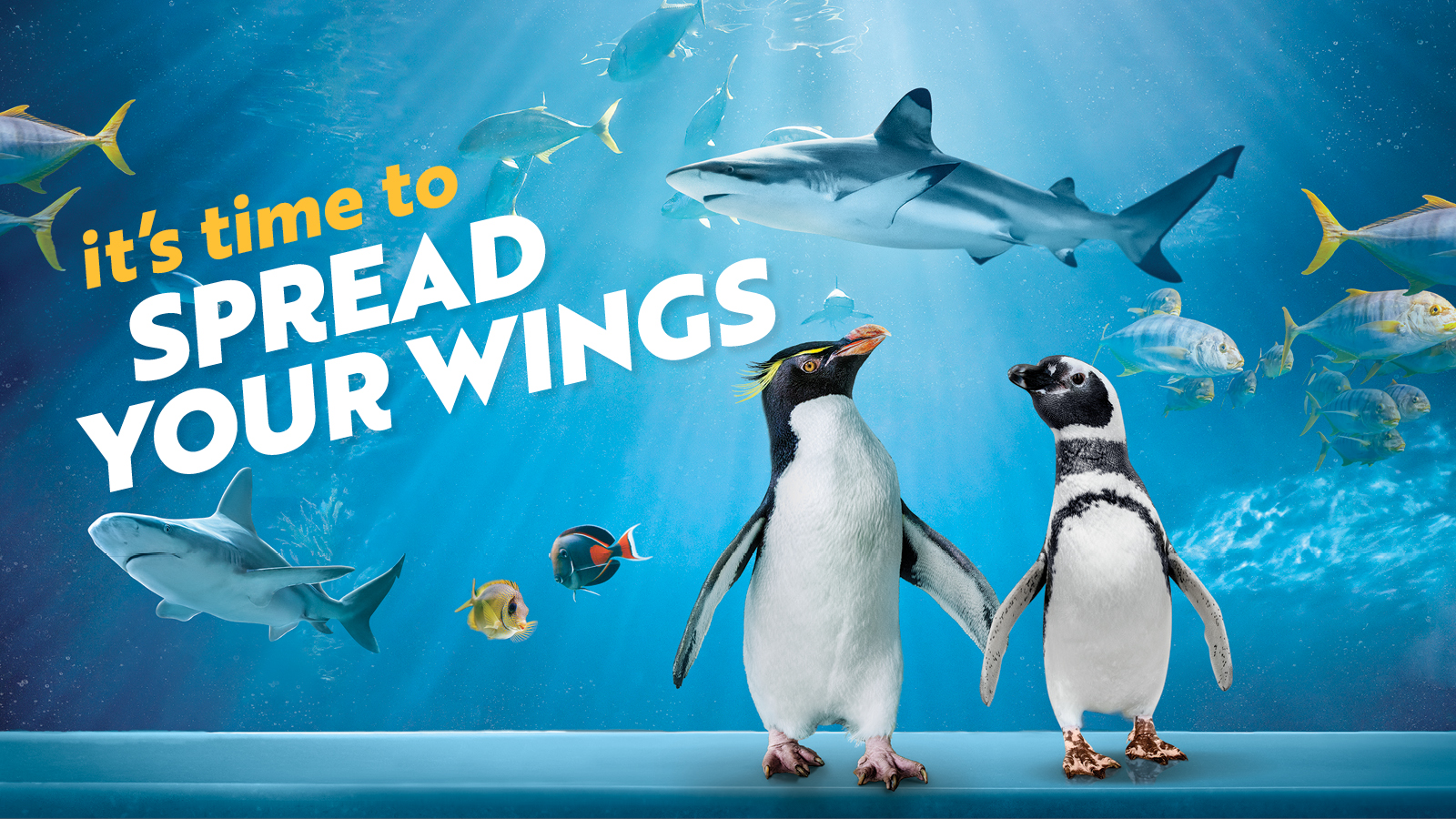 Plan a Visit to Shedd Shedd Aquarium