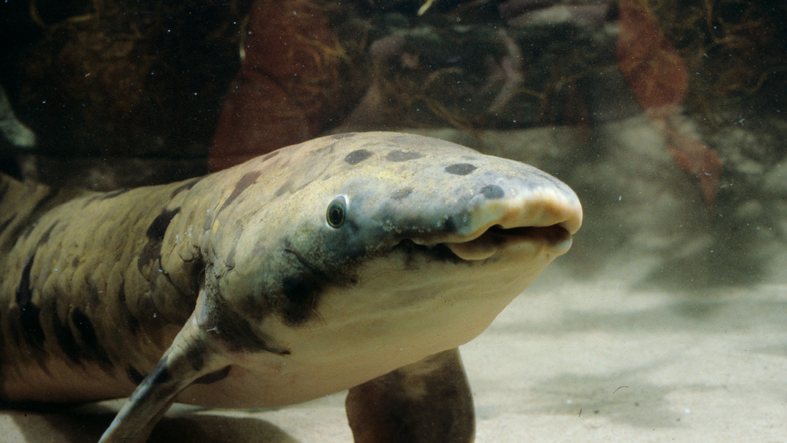 How Granddad Came to Shedd 80 Years Ago | Shedd Aquarium