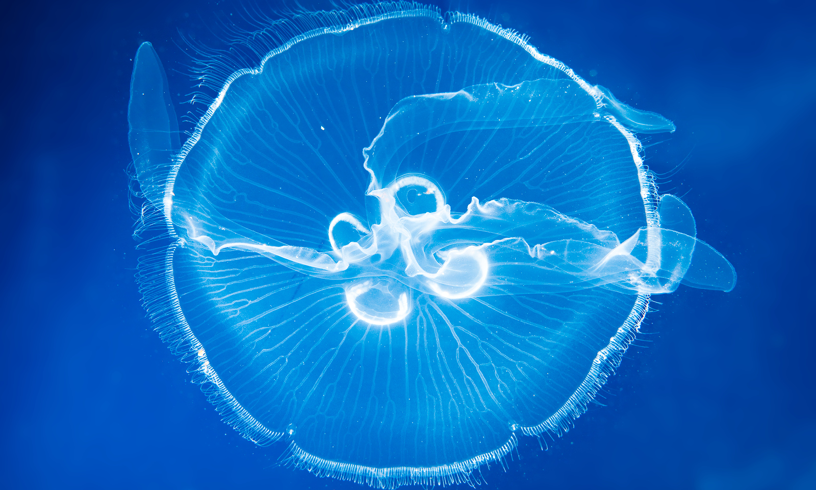 Moon Jelly | Shedd Aquarium