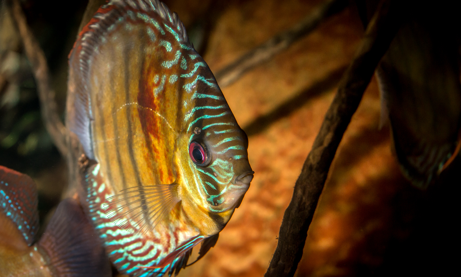 Backpacking down the Incredible Amazon River | Shedd Aquarium