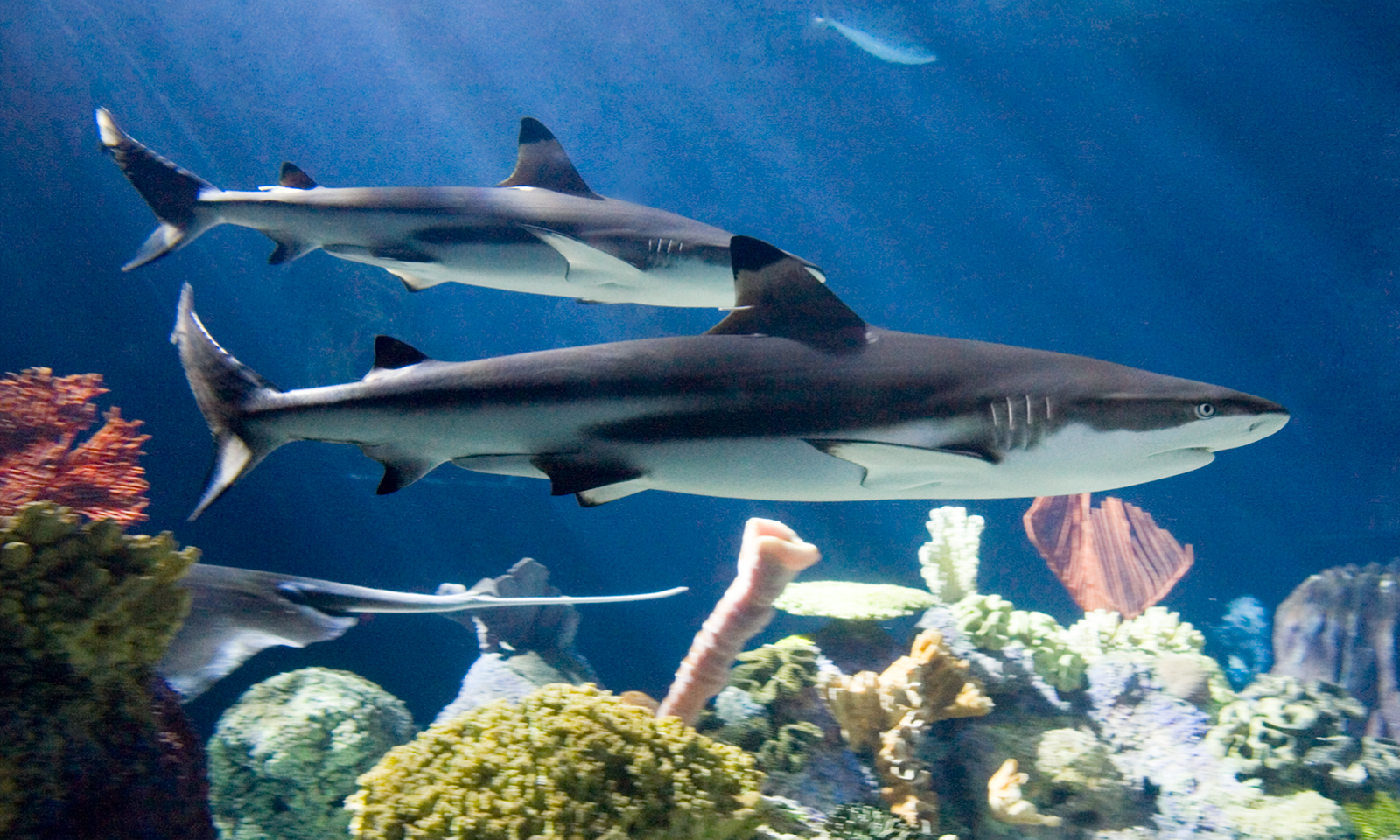 Blacktip Reef Shark Aquarium
