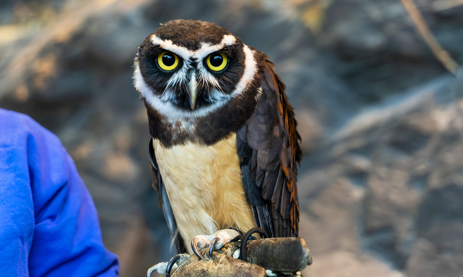 Shedd Aquarium Introduces Beni the Spectacled Owl, Bringing Guests