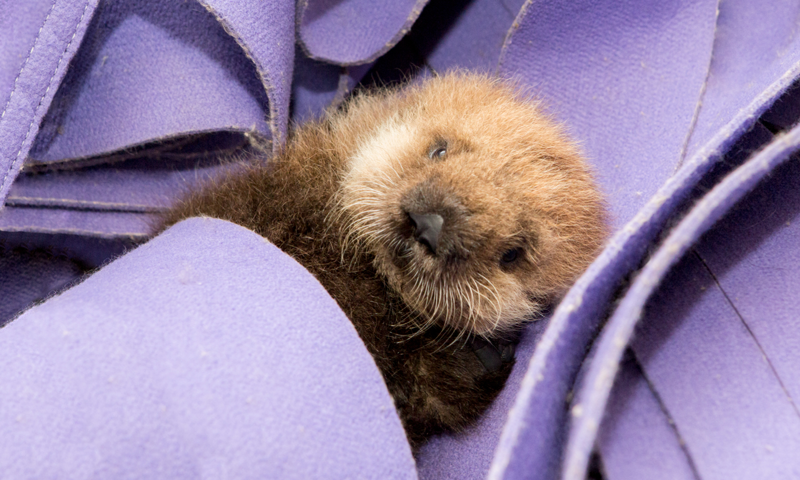 Sea Otter - H9Z1TfLcY7Zq27Dkm9Np3gxW?ixlib=rails 2.1