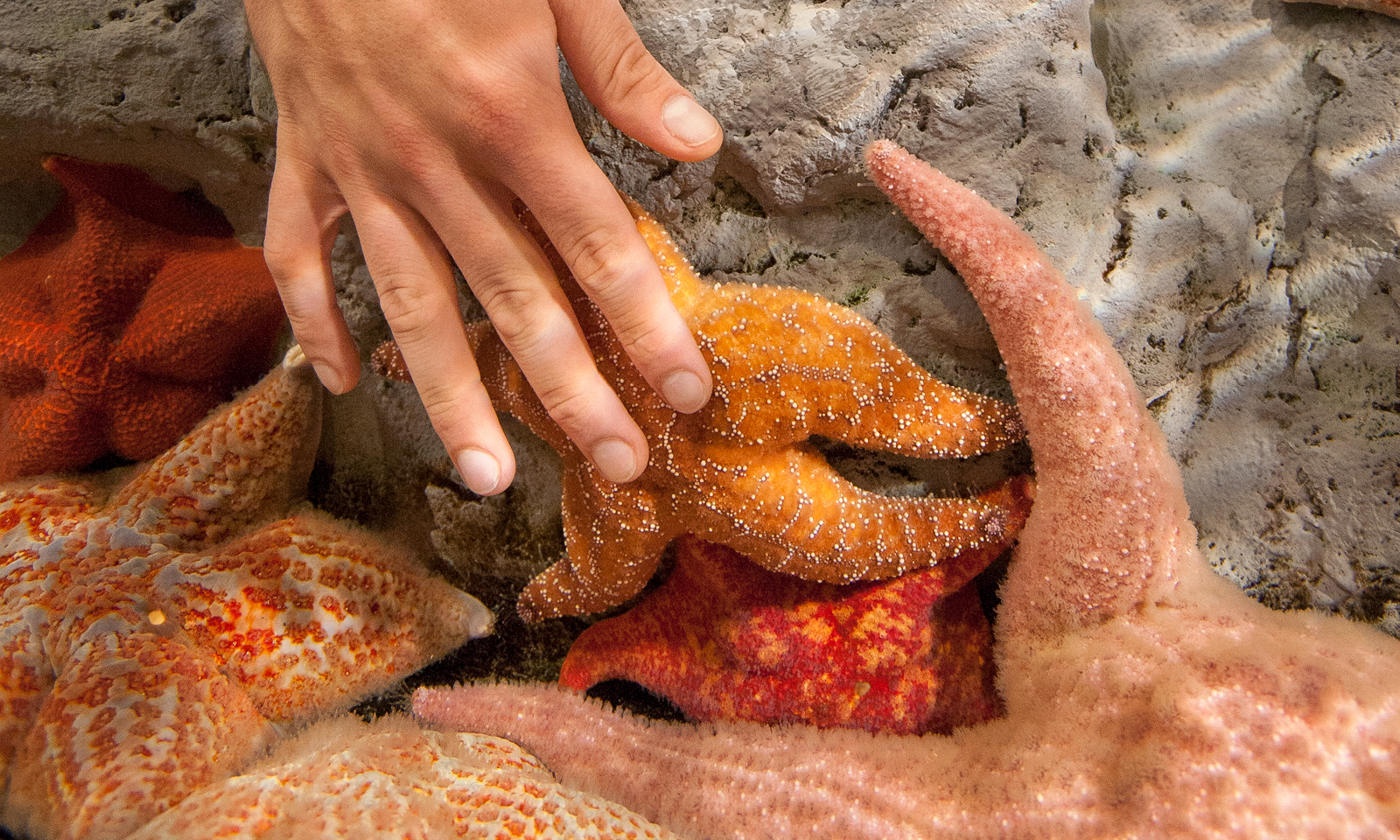 Meet the World's Oldest Fish at This San Francisco Aquarium