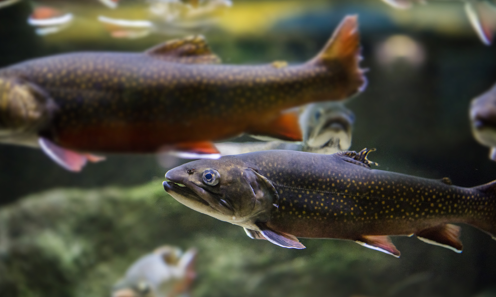Creature Feature Protecting the Brilliant Brook Trout Shedd Aquarium