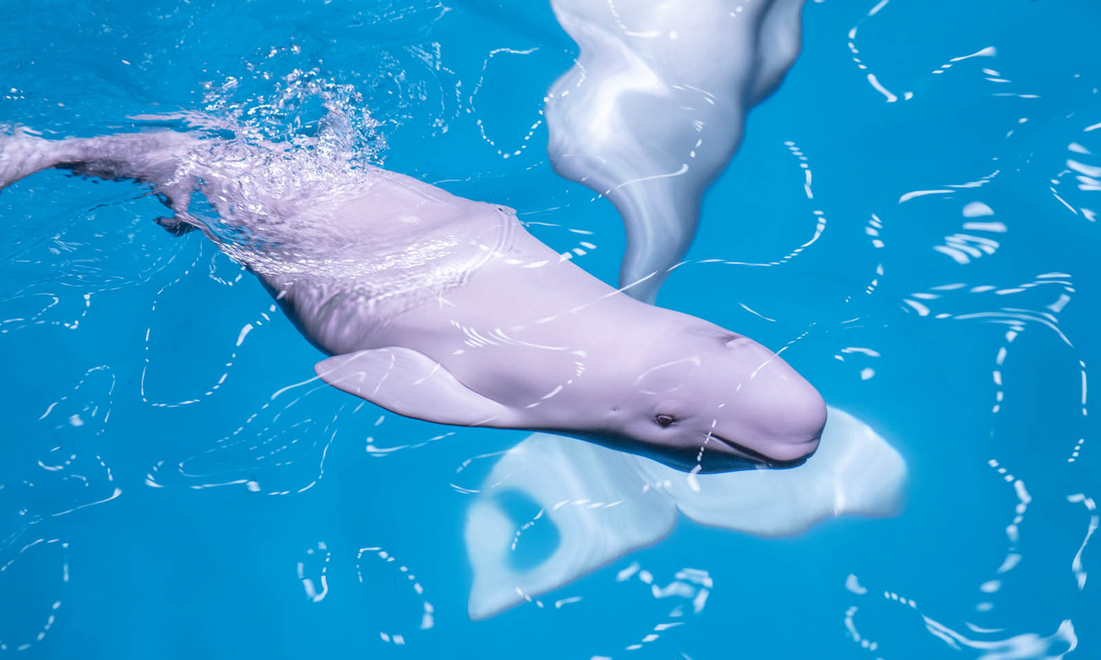 Shedd and beluga whale Bella an energetic calf! Shedd Aquarium