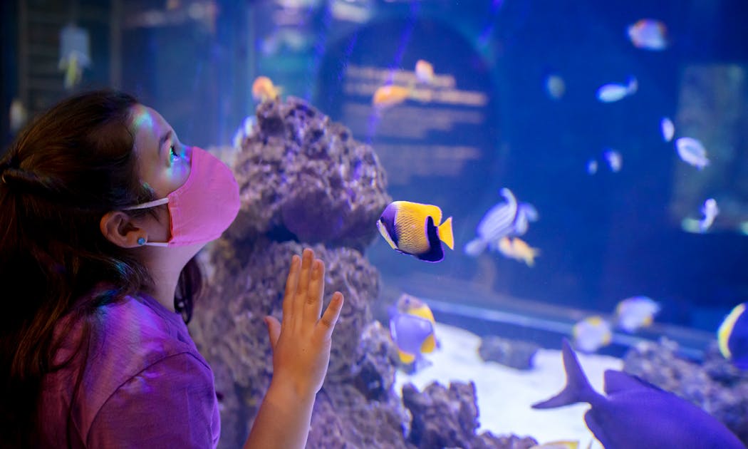 Free Days And Annual Closure Days At Shedd Aquarium In 2022 | Shedd Aquarium