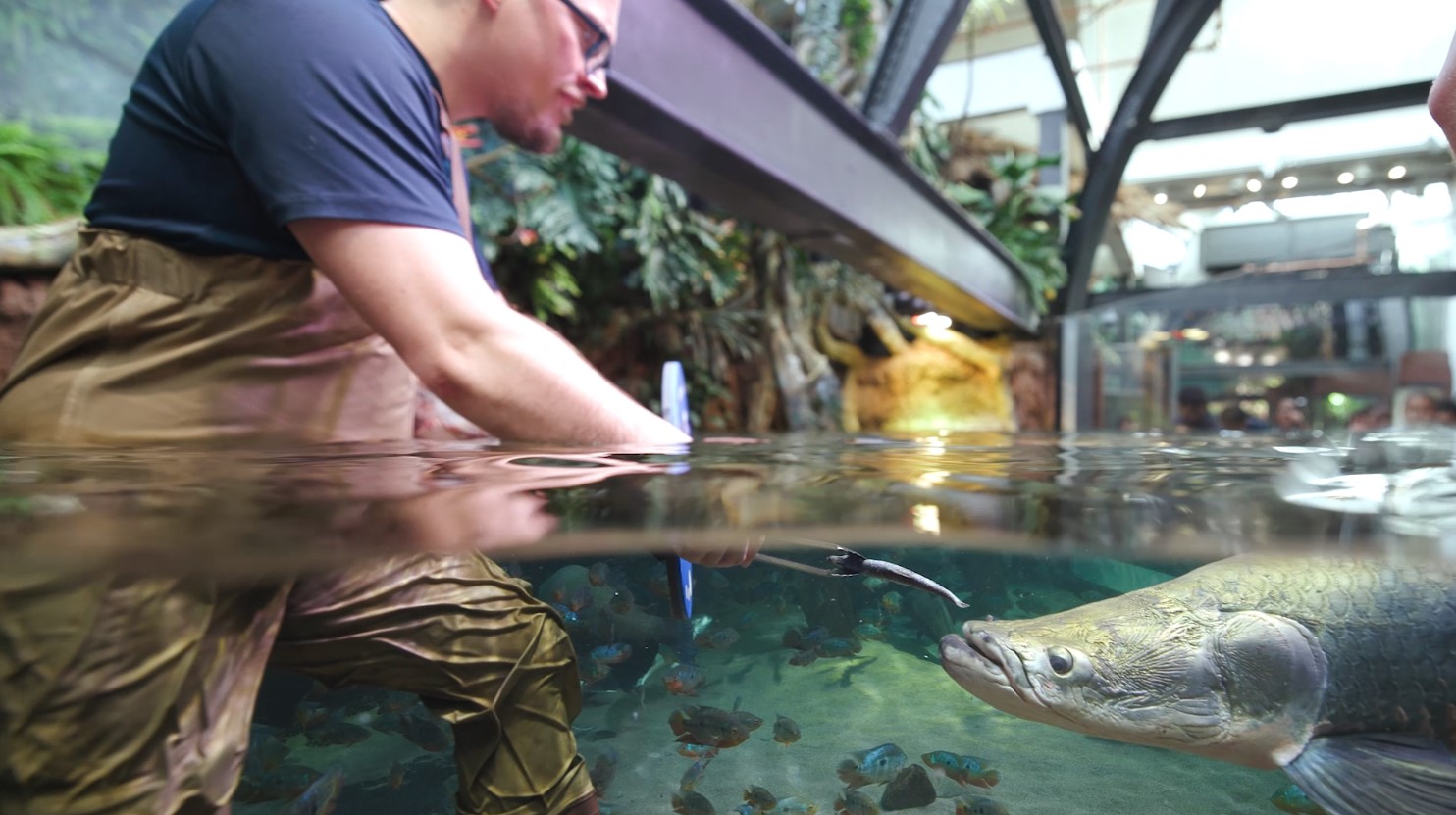 Discover Amazing Animal Adaptations with Shedd Aquarium’s New Amazon ...