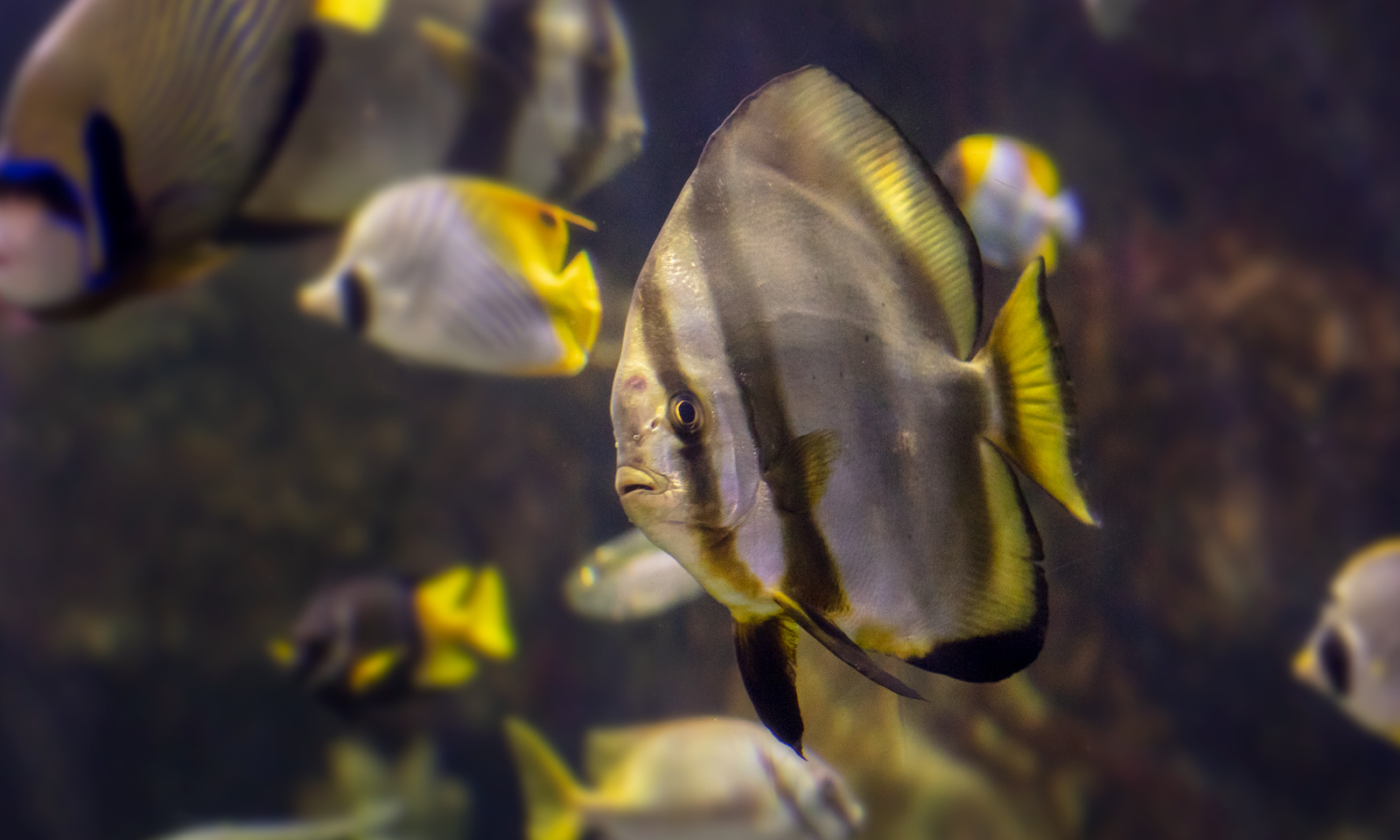 Shedd Aquarium Shares Initial 2024 Free Days Schedule Shedd Aquarium