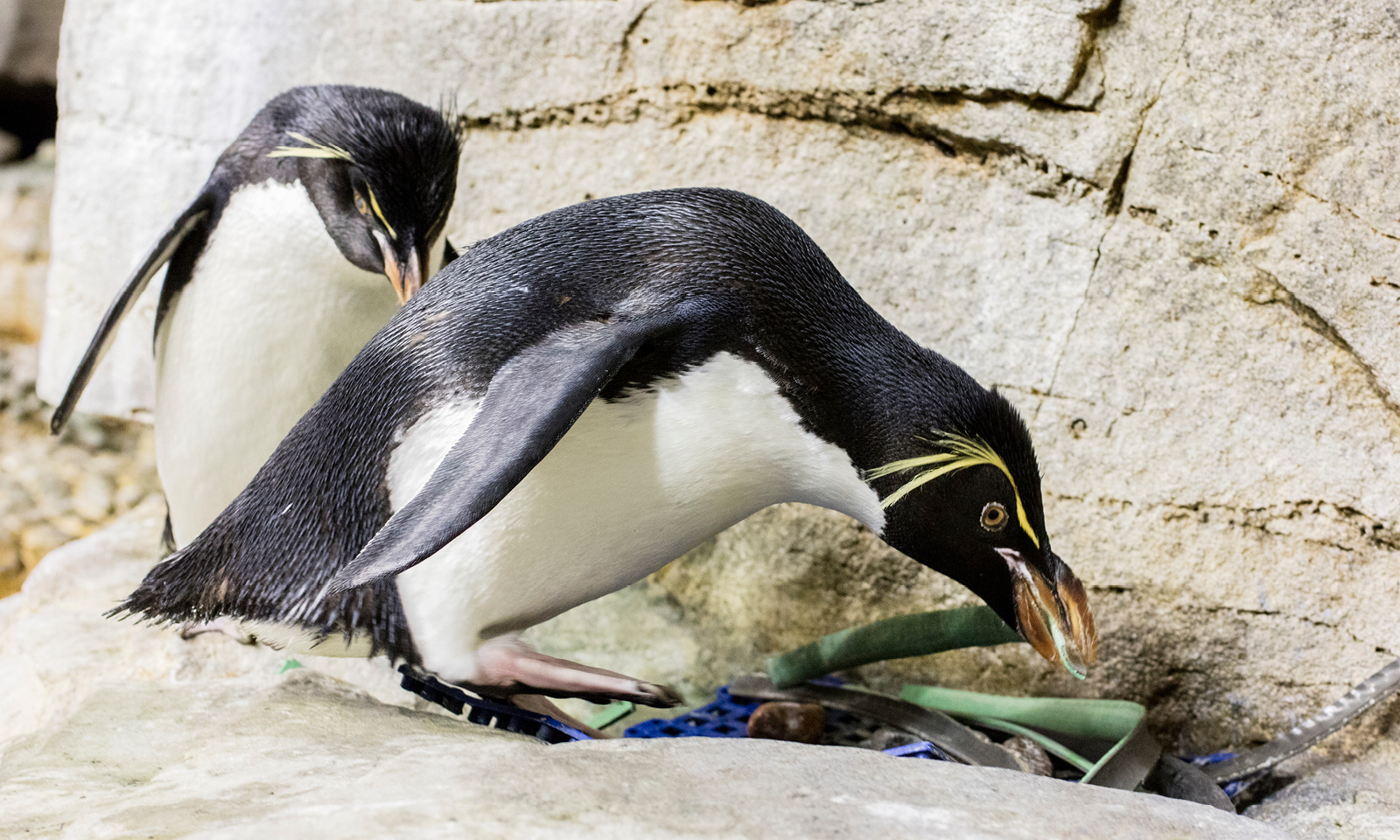 Getting to Shedd Shedd Aquarium