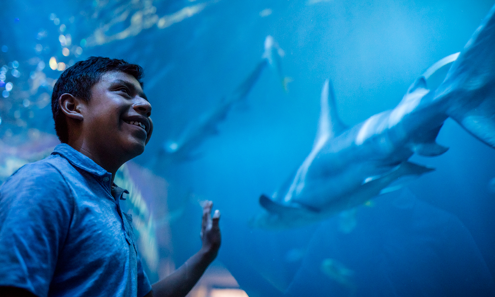 Illinois Resident Free Days Shedd Aquarium