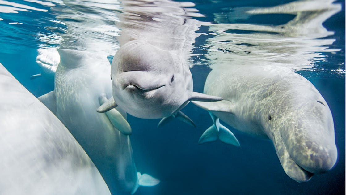 beluga whales smiling