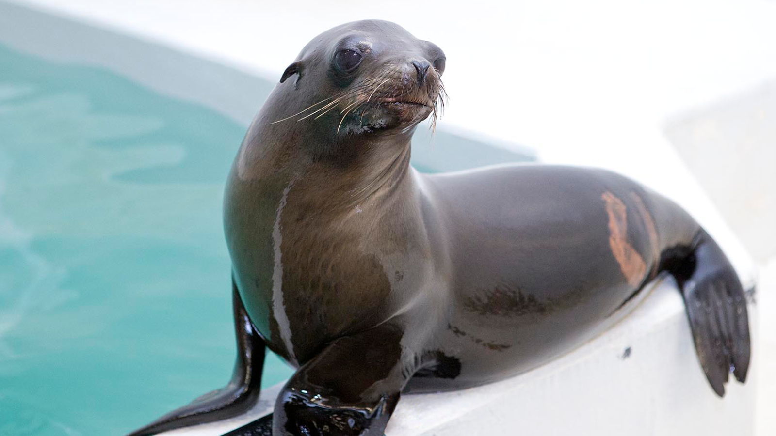 Meet the Sea Lions Shedd Aquarium
