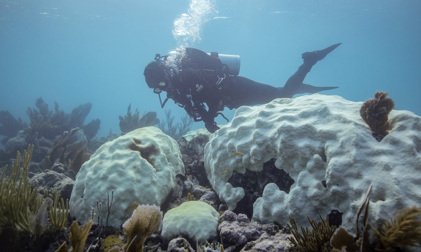 “Hope Is Hard” – Shedd Aquarium’s Recent Research Expedition Reveals Alarming Extent of Coral Mortality in Florida